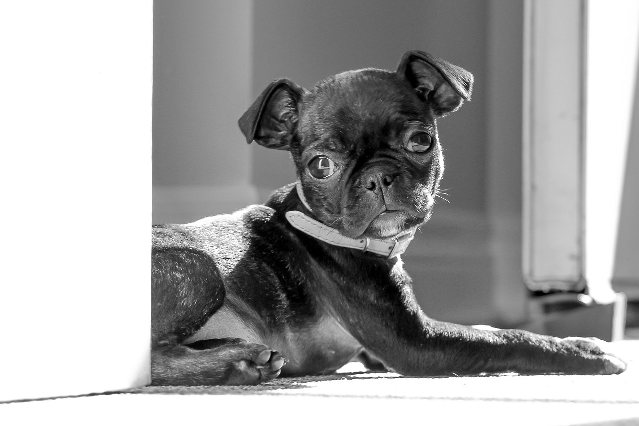 The Affectionate Nature of Boston Terriers